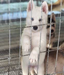 husky malamute