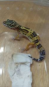 Leopard Gecko