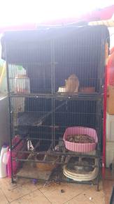  kucing