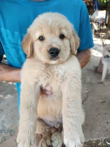 Golden Retriever Puppy 044