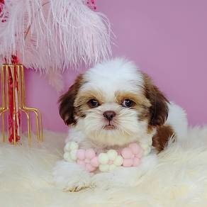 Shih TZU