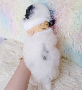 Maltipoo