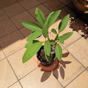 frangipani Red