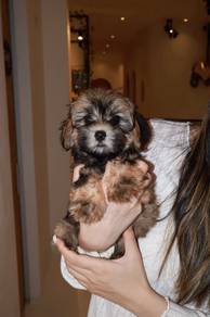 J0670 Maltipoo Beautiful Wavy Coat Small Puppy