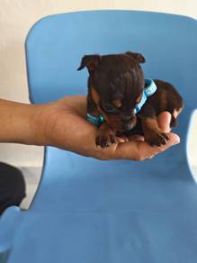 Female Mini Pinscher Puppy