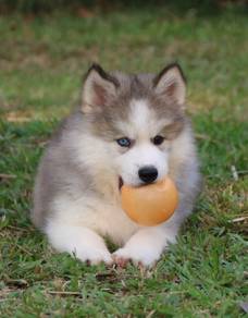 Wooly Husky