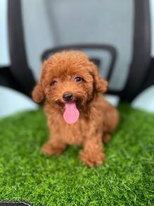 Cavapoo 4