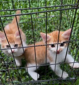 cat/Kucing/ Marble Oyen Cat