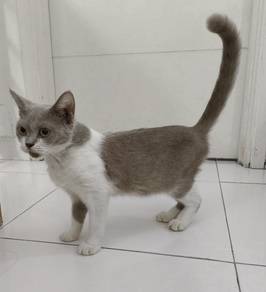 British Shorthair Bicolor Lilac