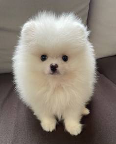 Pomeranian