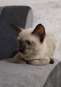 Siamese female 3bulan
