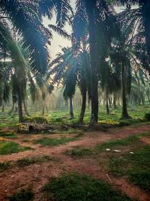 Agricultural Land in Port Dickson, NSN