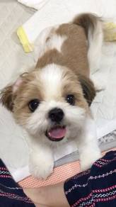 U3479 Chirpy Shih Tzu cute and playful little pupp