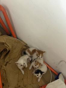 ada 4ekor 1 betina 3 jantan