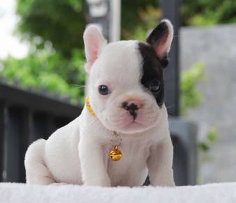 FRENCH BULLDOG PUPPIES 🌻VIP26 Boy Panda