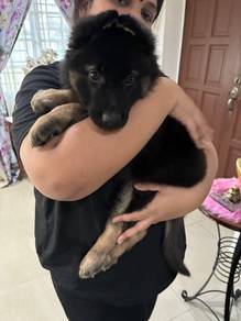 German shepard