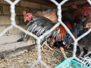 Ayam Kampung
