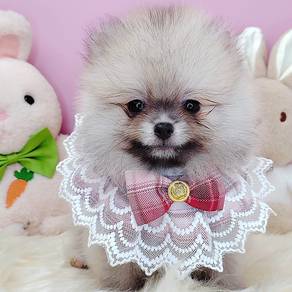 Pomeranian