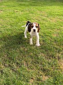 Male Beagle puppy