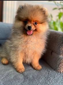 Mini Pomeranian