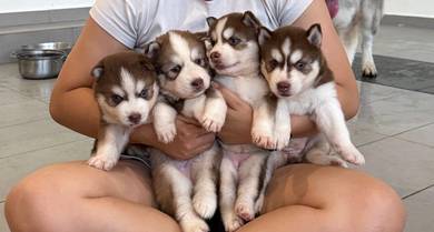 Rare Copper Husky w/ Blue eyes