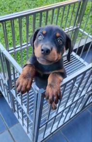 Rottweiler Females