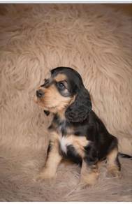 Poppet English Cocker Spaniel Sweet Face Puppy Bab