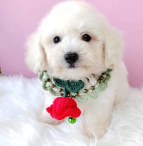 Poodle