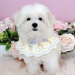 Maltese
