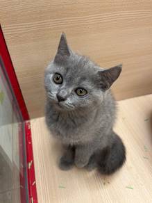 British short hair blue for sale