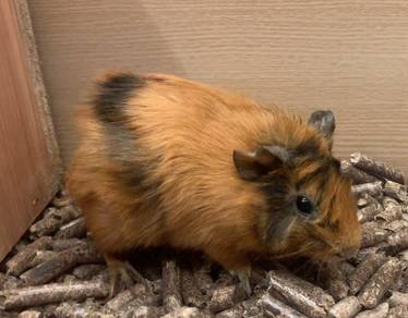 Abyssinian Guinea Pig
