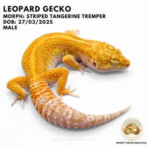 Leopard Gecko Malaysia Striped Tangerine Tremper
