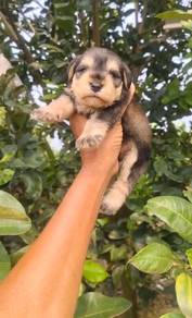Pure Breed Schnauzer (2Male) 纯种迷你雪纳瑞 男生