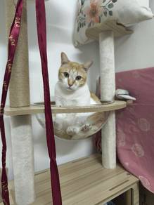 Cat for adoption (FREE)