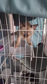 Cat sitter servis cheras