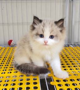 Ragdoll