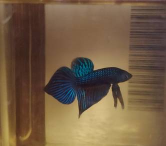 Wild betta Mahachai green,ikan laga mahachai hijau