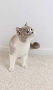 bsh x Persian