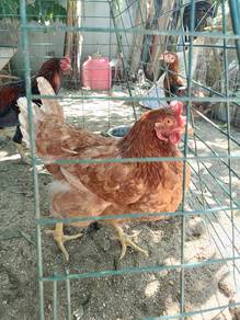 AYAM LOHMAN TELURr