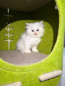 persian putih