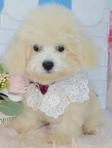 Maltipoo (Maltese mix poodle)