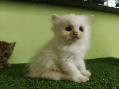 Male - longhair non standard munchkin