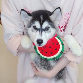 Wooly Husky