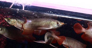 Chili red arowana 6 inch -wholesale price