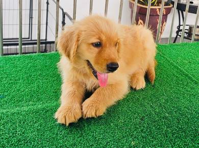 Golden Retriever