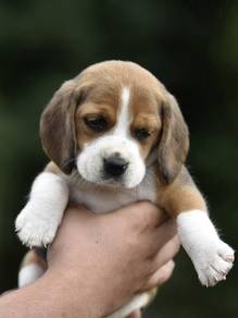 beagle puppies d