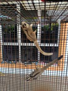 Induk sugar glider
