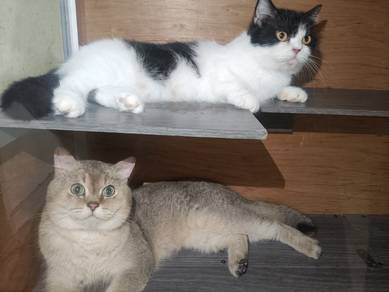 British Shorthair golden Russian ny25  matting 