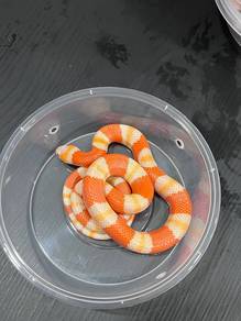 Milksnake (albino tangerine honduran)