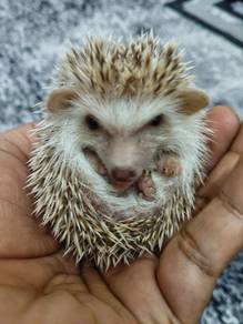 hedgehog/landak mini